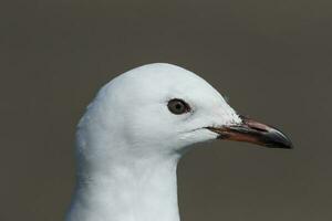 Red-billed Gull in New Zealand photo