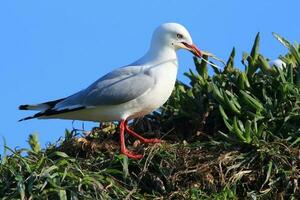 Red-billed Gull in New Zealand photo