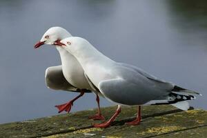 Red-billed Gull in New Zealand photo