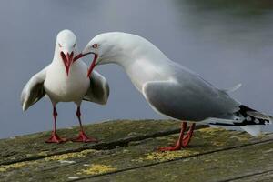 Red-billed Gull in New Zealand photo
