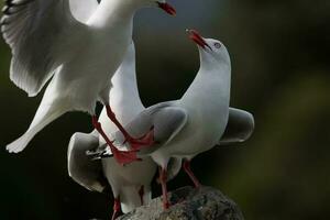 gaviota de pico rojo en nueva zelanda foto