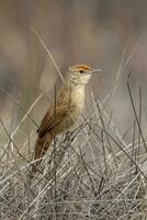 Spinifexbird in Australia photo