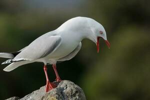 Red-billed Gull in New Zealand photo