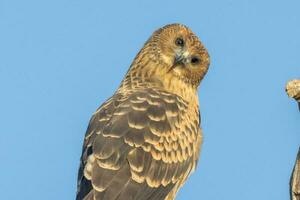 Spotted Harrier in Australia photo