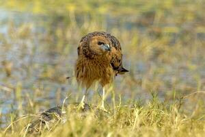 Spotted Harrier in Australia photo