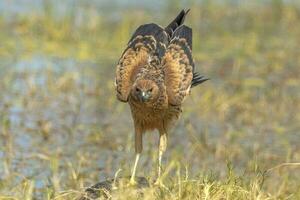 Spotted Harrier in Australia photo