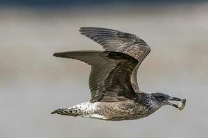 Southern Black Backed Gull photo