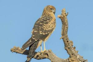 Spotted Harrier in Australia photo