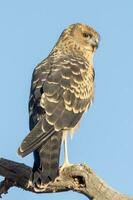 Spotted Harrier in Australia photo