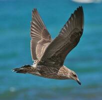 del Sur negro Respaldados gaviota foto