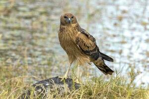 Spotted Harrier in Australia photo