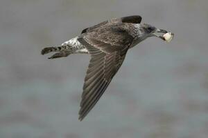 Southern Black Backed Gull photo