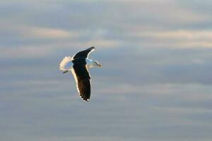 del Sur negro Respaldados gaviota foto