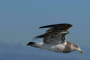 Southern Black Backed Gull photo