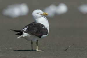 Southern Black Backed Gull photo