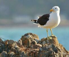 del Sur negro Respaldados gaviota foto