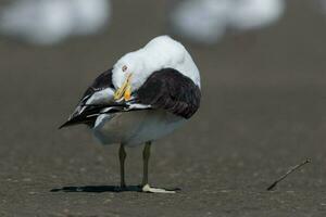 del Sur negro Respaldados gaviota foto