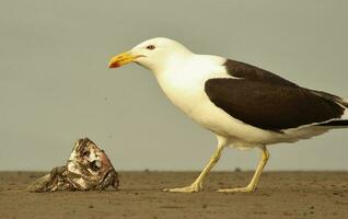 del Sur negro Respaldados gaviota foto