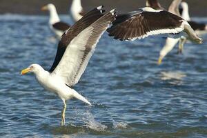 del Sur negro Respaldados gaviota foto