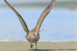 del Sur negro Respaldados gaviota foto