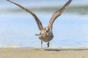 del Sur negro Respaldados gaviota foto