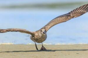 del Sur negro Respaldados gaviota foto