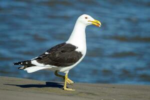 del Sur negro Respaldados gaviota foto