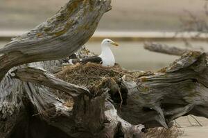 Southern Black Backed Gull photo