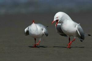 Red Billed Gull in New Zealand photo