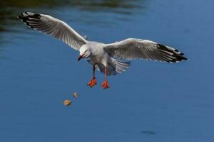 Red Billed Gull in New Zealand photo