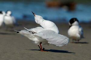 Red Billed Gull in New Zealand photo