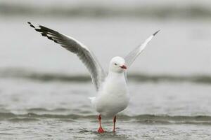 rojo facturado gaviota en nuevo Zelanda foto