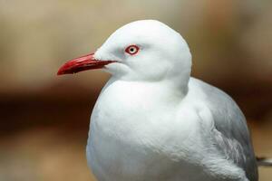 rojo facturado gaviota en nuevo Zelanda foto