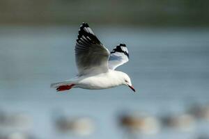 rojo facturado gaviota en nuevo Zelanda foto