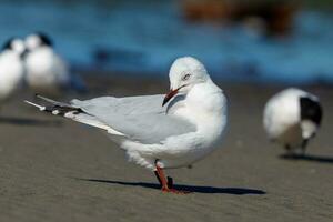 Red Billed Gull in New Zealand photo