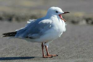 Red Billed Gull in New Zealand photo