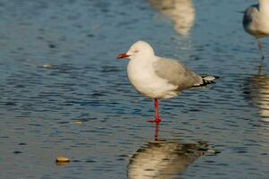 rojo facturado gaviota en nuevo Zelanda foto