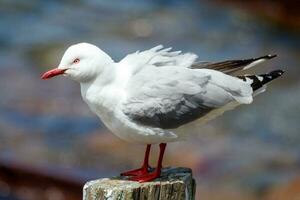 rojo facturado gaviota en nuevo Zelanda foto