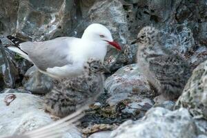 Red Billed Gull in New Zealand photo