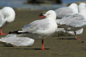 Red Billed Gull in New Zealand photo