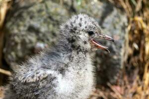 Red Billed Gull in New Zealand photo