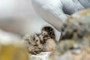 Red Billed Gull in New Zealand photo