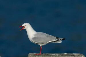 rojo facturado gaviota en nuevo Zelanda foto