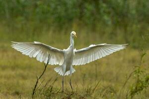 Eastern Cattle Egret photo