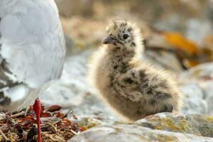 Red Billed Gull in New Zealand photo