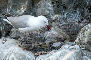 Red Billed Gull in New Zealand photo