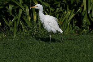 Eastern Cattle Egret photo