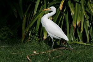 Eastern Cattle Egret photo