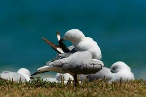 Red Billed Gull in New Zealand photo