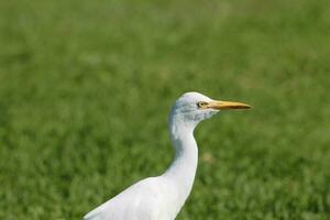 Eastern Cattle Egret photo